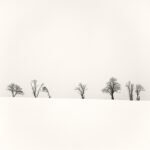 Black and white photograph by Bernard Donjean that shows seven trees on the ridge of a snowy meadow (name of the photograph : Büllingen's Trees, #1)