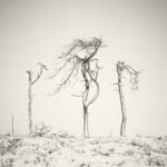 Black and white photograph by Bernard Donjean that shows two dead trees covered with snow and ice (name of the photograph : Noir Flohay, #6)