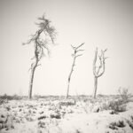 Black and white photograph by Bernard Donjean that shows three dead trees covered with snow and ice (name of the photograph : Noir Flohay, #7)