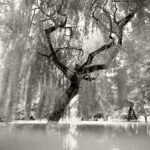 Black and white photograph by Bernard Donjean that shows a submerged weeping willow during the 2021 floods in the Province of Liège (name of the photograph : Flooded Park, #1)