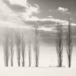 Black and white photograph by Bernard Donjean that shows eight poplar crossed by sunrays (name of the photograph : Sunlight Crossing)