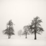 Black and white photograph by Bernard Donjean that shows an orchard in a misty atmosphere in winter (name of the photograph : Misty Orchard)