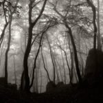 Black and white photograph by Bernard Donjean that shows a foggy forest located in a place called "La Roche aux Faucons" (name of the photograph : Foggy Forest)