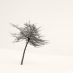 Black and white photograph by Bernard Donjean that shows a small tree in winter within the American Cemetery of Henri-Chapelle (name of the photograph : American Cemetery, #3)