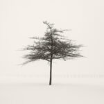 Black and white photograph by Bernard Donjean that shows a small tree in winter within the American Cemetery of Henri-Chapelle (name of the photograph : American Cemetery, #4)