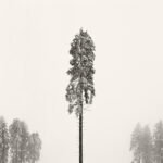 Black and white photograph by Bernard Donjean that shows the top of spruce tree coverd by snow (name of the photograph : The Spared Spruce Tree)