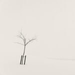 Black and white photograph by Bernard Donjean that shows a shrub in winter within the American Cemetery of Henri-Chapelle (name of the photograph : American Cemetery, #5)