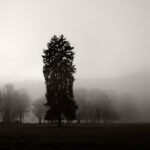 Black and white photograph by Bernard Donjean that shows a twin heads pine tree in a misty park (name of the photograph : Twin Heads Pine Tree)