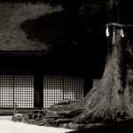 Black and white photograph by Bernard Donjean that shows l large 1000 years old cedar within the confines of the Kasuga-taisha shrine (name of the photograph : Kasuga-taisha's Giant Cedar)