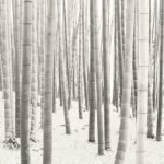 Black and white photograph by Bernard Donjean that shows inside of a pale bamboo forest (name of the photograph : Pale Bamboos)