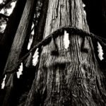 Black and white photograph by Bernard Donjean that shows a sacred rope surrounding the trunk of several centuries-old cedar trees (name of the photograph : Sacred Trees)