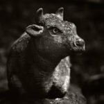 Black and white photograph by Bernard Donjean that shows a stone cow sculpture (name of the photograph : Cow Portrait)