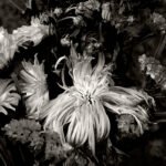 Black and white photograph by Bernard Donjean that shows a bouquet of flowers whose central flower has faded (name of the photograph : Wilted Flower)