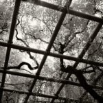 Black and white photograph by Bernard Donjean that shows a hanging wisteria growing through a bamboo frame (name of the photograph : ClimbingWisteria)