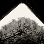 Black and white photograph by Bernard Donjean that shows the Sunazuri-no-Fuji Hanging Wisteria in the Kasuga-taisha shrine (name of the photograph : Hanging Wisteria)