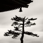 Black and white photograph by Bernard Donjean that shows one broken tree in the Kiyomizu area in Kyoto (name of the photograph : Broken Tree)