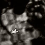 Black and white photograph by Bernard Donjean that shows a mapple leaf floating on the surface of a pond (name of the photograph : Floating Mapple Leaf)