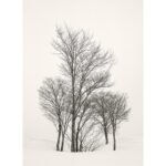 Black and white photograph by Bernard Donjean that shows a tree bunch in a snowy landscape (name of the photograph : Tree Family in the Snow)