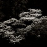 Black and white photograph by Bernard Donjean that shows cherry blossom (name of the photograph : Cherry Blossom)