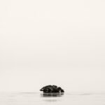 Black and white photograph by Bernard Donjean that shows a small group of submerged trees (name of the photograph : Submerged Trees, #1)