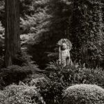 Black and white photograph by Bernard Donjean that shows an isolated jizo statue amid the vegetation (name of the photograph : Isolated Jizo)