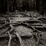 Black and white photograph by Bernard Donjean that shows intertwined tree roots (name of the photograph : Intertwined Tree Roots)