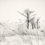 Black and white photograph by Bernard Donjean that shows a bunch of young trees and leaning grasses in winter (name of the photograph : Young Trees and Leaning Grass)