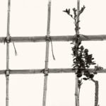 Black and white photograph by Bernard Donjean that shows a climbing plant attached to a bamboo fence (name of the photograph : Supported by the Fence)