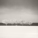 Black and white photograph by Bernard Donjean that shows five trees in a snow storm (name of the photograph : Five Trees in Snow Storm)