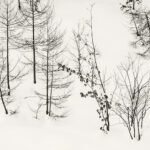 Black and white photograph by Bernard Donjean that shows some frozen shrubs in the snow (name of the photograph : Frozen Shrubs)