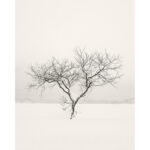 Black and white photograph by Bernard Donjean that shows a heart-shaped tree in a snowy environment (name of the photograph : Heart Tree)