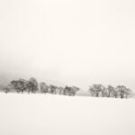 Black and white photograph by Bernard Donjean that shows a copse on the the snowy shore of the Hibara lake (name of the photograph : Shoreline Copse)