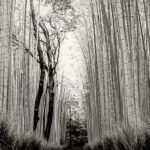 Black and white photograph by Bernard Donjean that shows the Arashiyama bamboo forest (name of the photograph : Arashiyama Bamboo Forest)