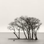 Black and white photograph by Bernard Donjean that shows a tiny wooded island (name of the photograph : Surfing Trees)