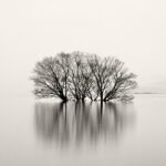 Black and white photograph by Bernard Donjean that shows a group of submerged trees (name of the photograph : Majestic Trees in Biwa)