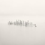 Black and white photograph by Bernard Donjean that shows a series of aligned netfishing poles (name of the photograph : Aligned Poles)