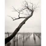 Black and white photograph by Bernard Donjean that shows a leaning tree face to an hydroculture field (name of the photograph : Sentinel Tree)