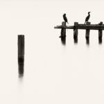 Black and white photograph by Bernard Donjean that shows two birds perched back to back on a wood structure (name of the photograph : Back-to-Back Birds)