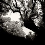 Black and white photograph by Bernard Donjean that shows "Wakamiya-no-ôkusu", a big camphor tree (name of the photograph : Nara's Camphor Tree)