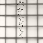 Black and white photograph by Bernard Donjean that shows a hung loose wisteria sprig (name of the photograph : Wisteria Branch)