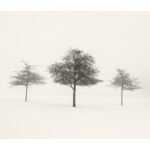 Black and white photograph by Bernard Donjean that shows the American Cemetery of Henri-Chapelle during un wintery and foggy day (name of the photograph : American Cemetery, #2)