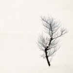 Black and white photograph by Bernard Donjean that shows a twisted tree in the snow (name of the photograph : Dancing Tree)