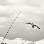 Black and white photograph by Bernard Donjean that shows a Kite Bird Scarer (name of the photograph : Kite Bird Scarer)