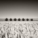 Black and white photograph by Bernard Donjean that shows seven aligned trees along a seawall in Zeeland (name of the photograph : Seven Trees along the Seawall)