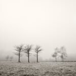 Black and white photograph by Bernard Donjean that shows three scattered clusters of tree in the fog (name of the photograph : Scattered Clusters)