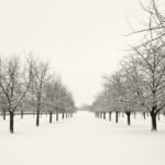 Black and white photograph by Bernard Donjean that shows a snow covered aisle of an orchard (name of the photograph : White Aisle)