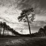 Black and white photograph by Bernard Donjean that shows a pine tree in the middle of a clearing (name of the photograph : Pine on Stage)